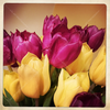 Yellow Purple Tulips
